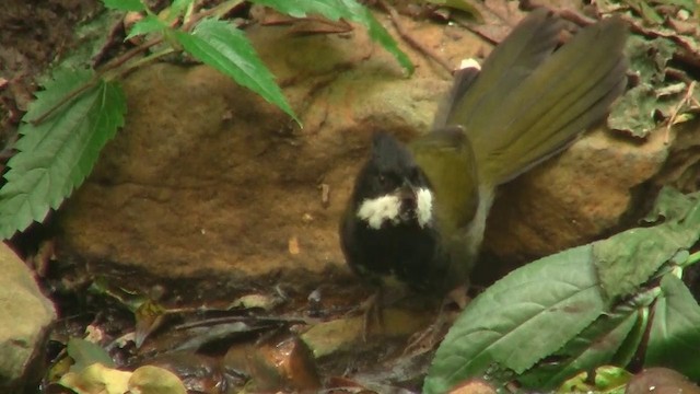 Eastern Whipbird - ML722759