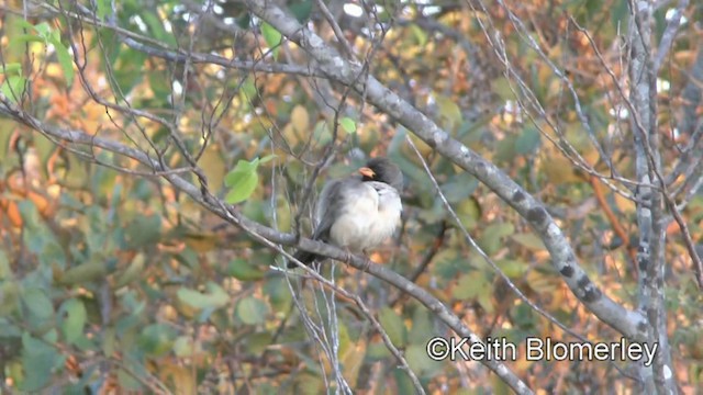 Black-throated Saltator - ML722761