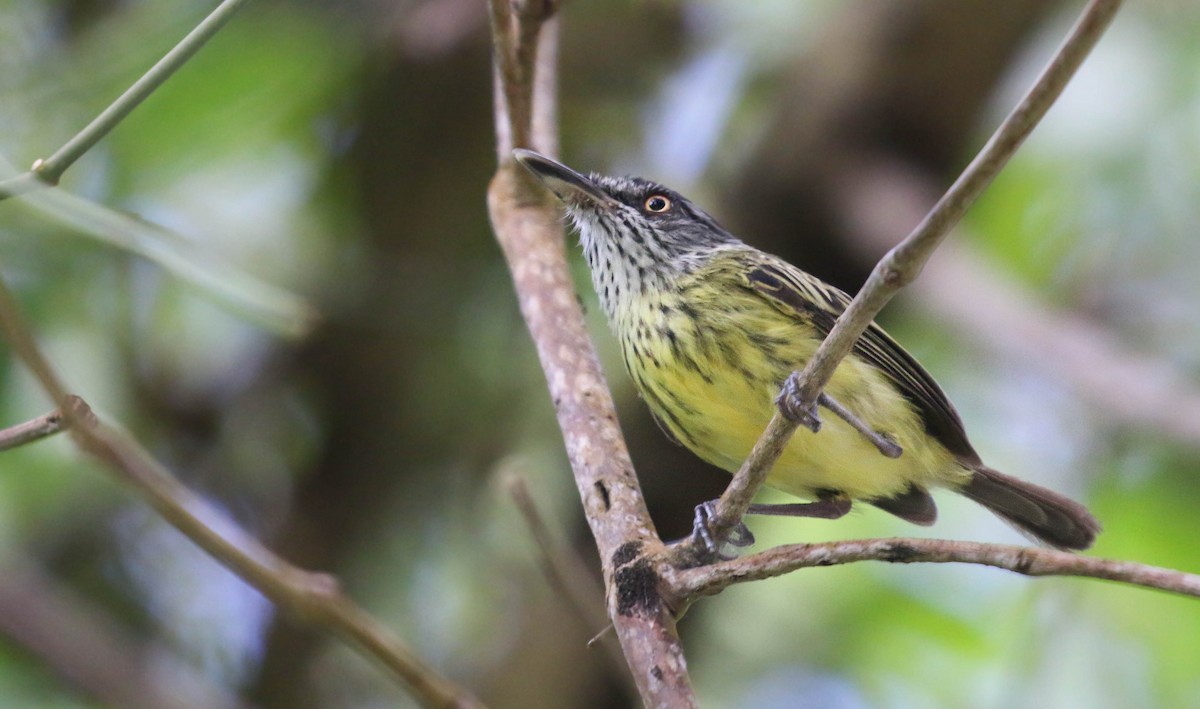 Spotted Tody-Flycatcher - ML72278151