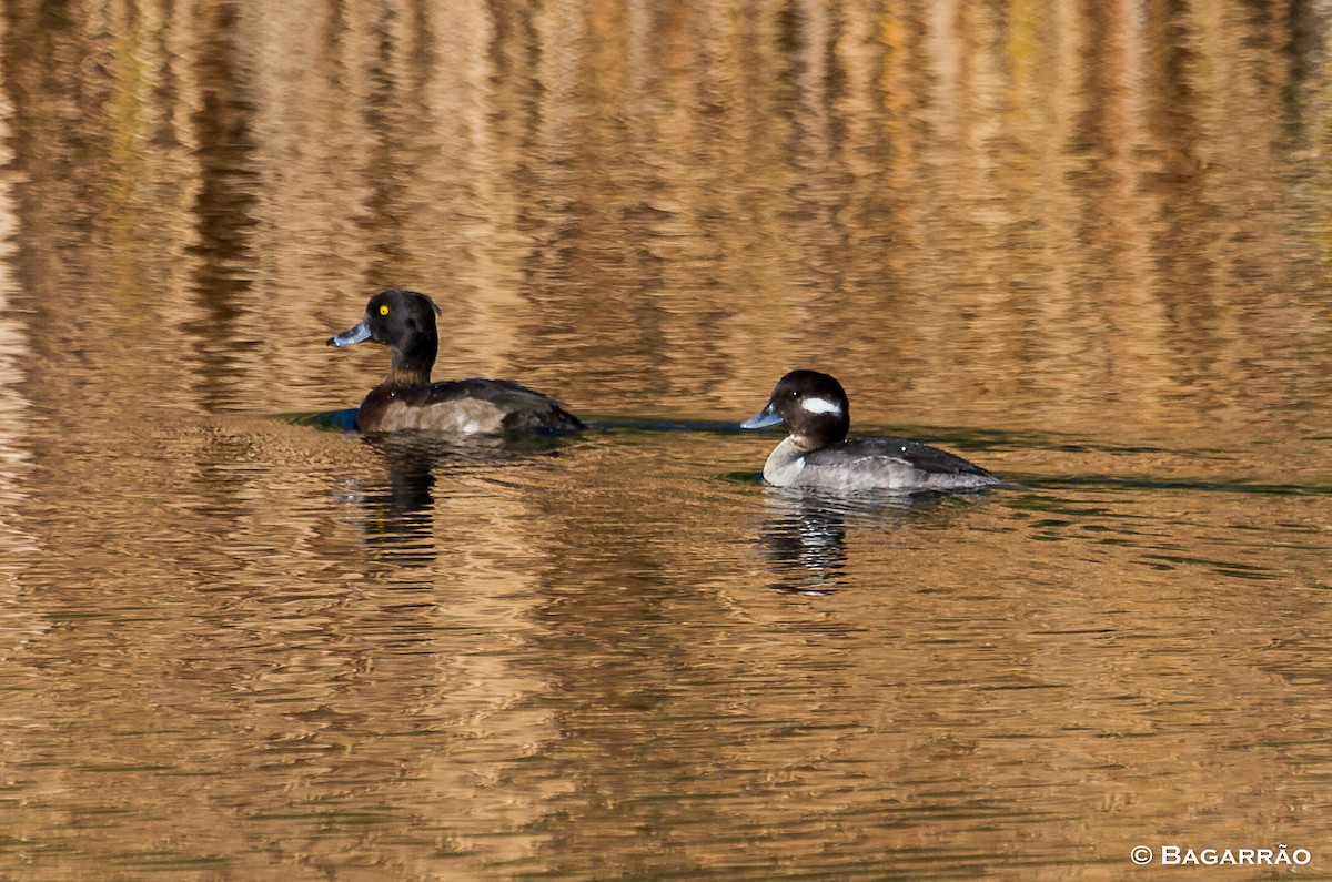 Bufflehead - ML72278891