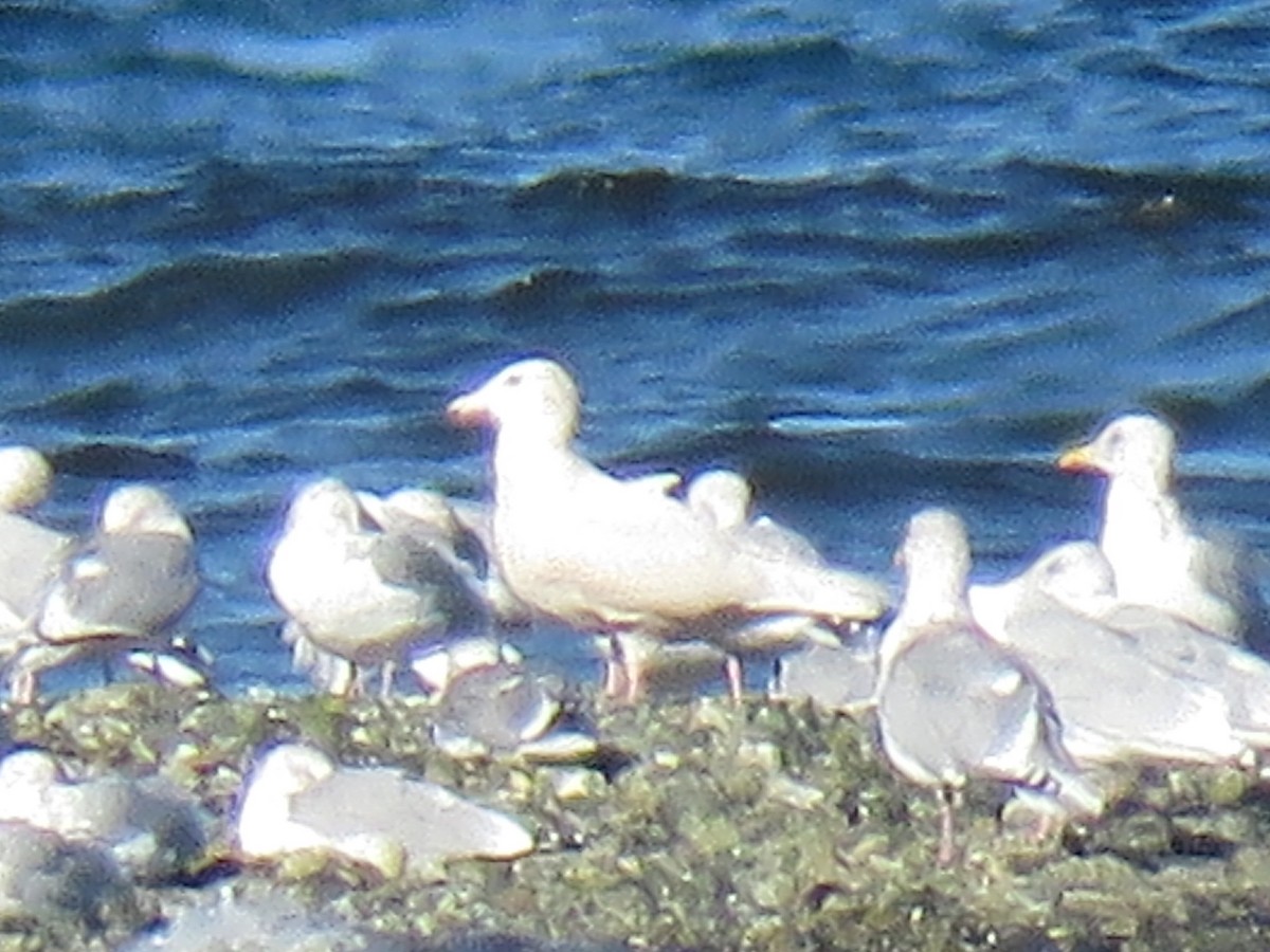 Glaucous Gull - ML72279181