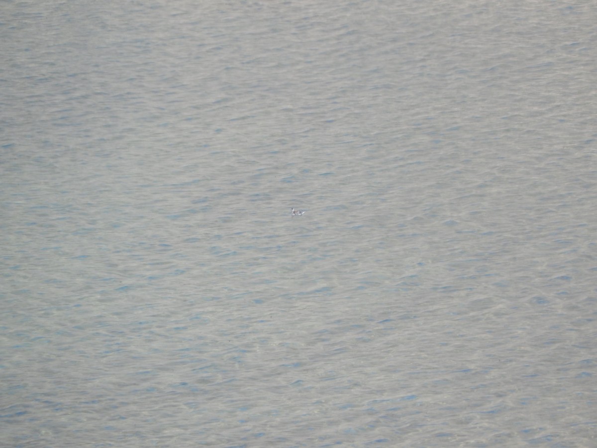 Phalarope à bec étroit - ML72279211