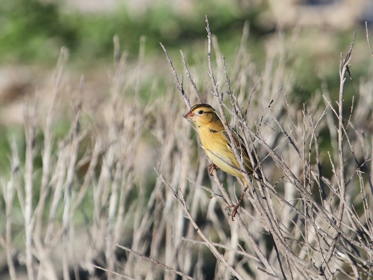 bobolink - ML72279221