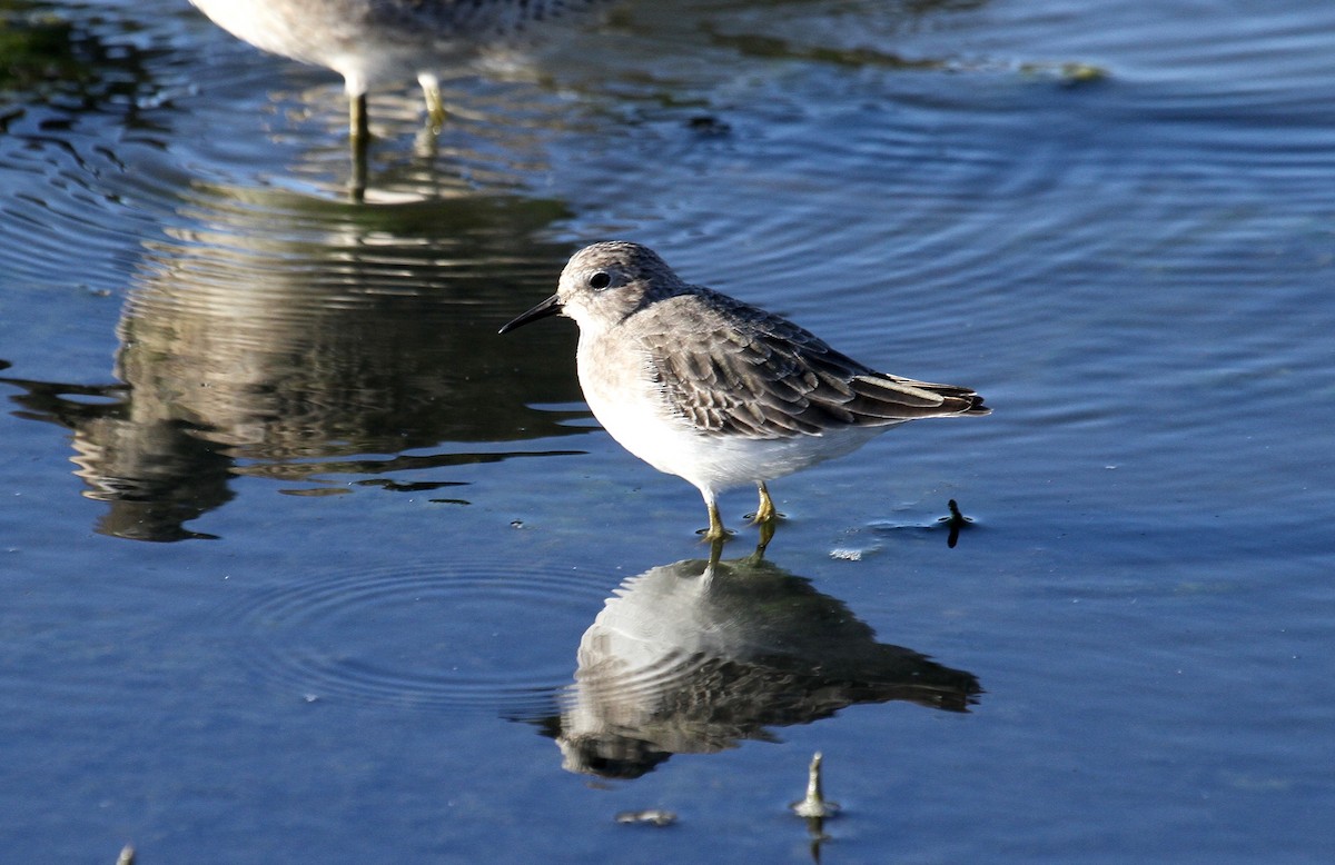 Least Sandpiper - ML72279301