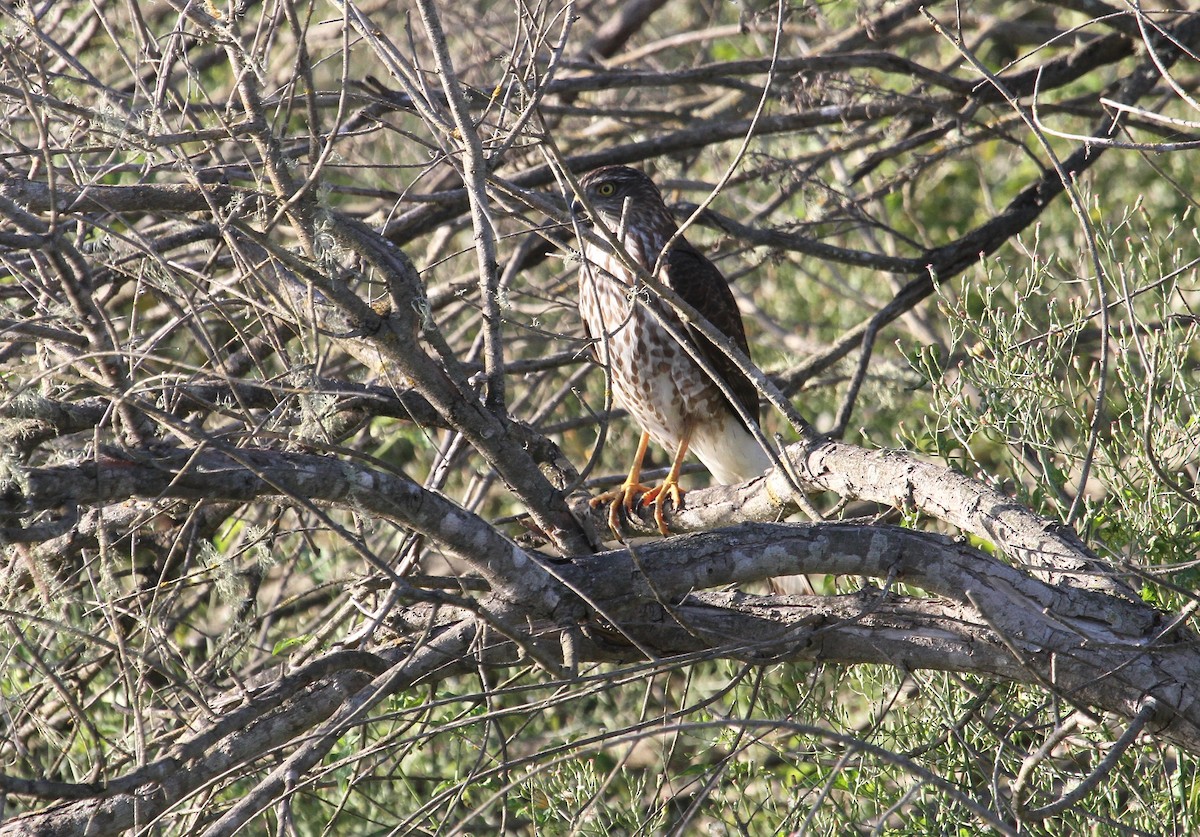 Sharp-shinned Hawk - ML72279401