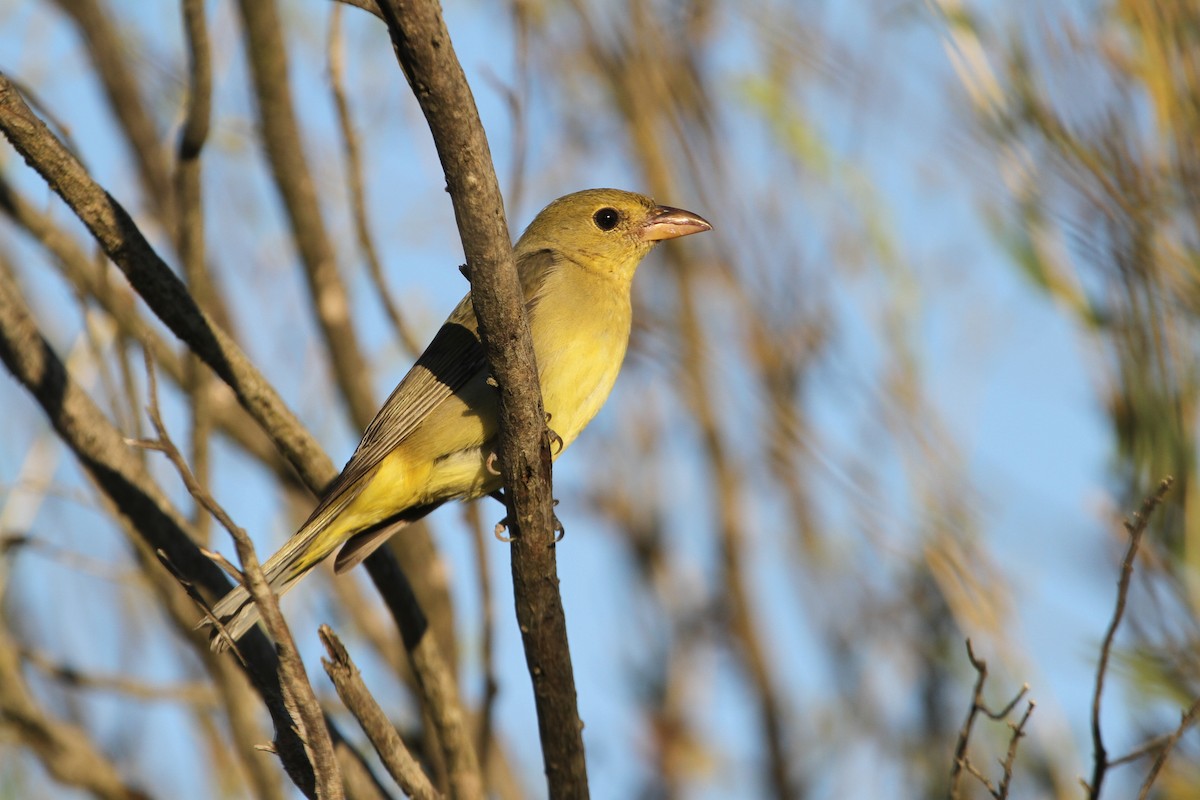 Scarlet Tanager - ML72279431