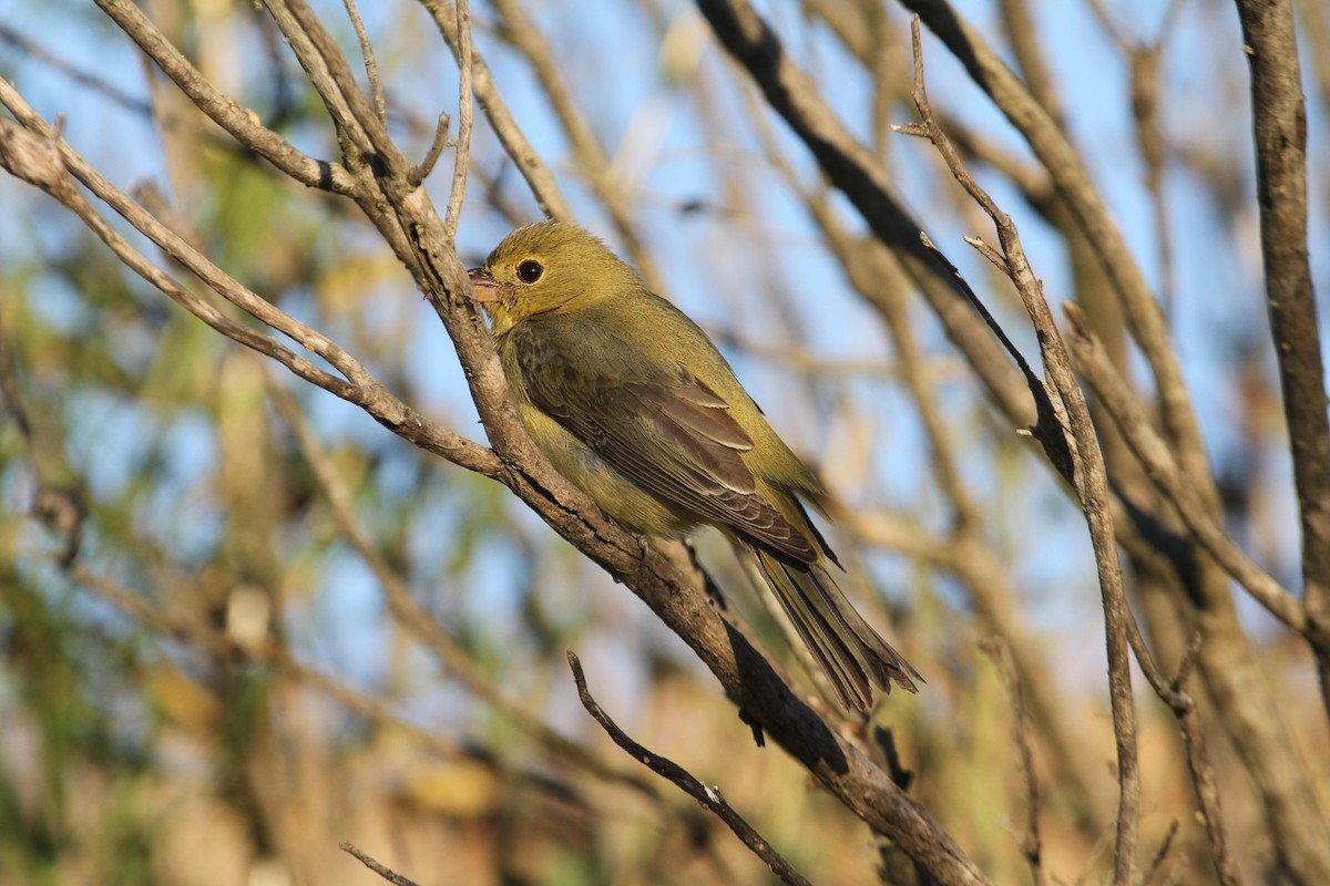 Scarlet Tanager - ML72279471