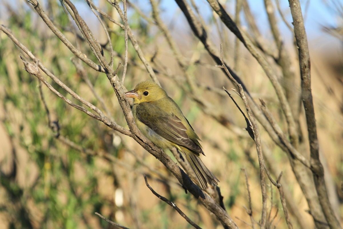 Scarlet Tanager - Ryan Terrill