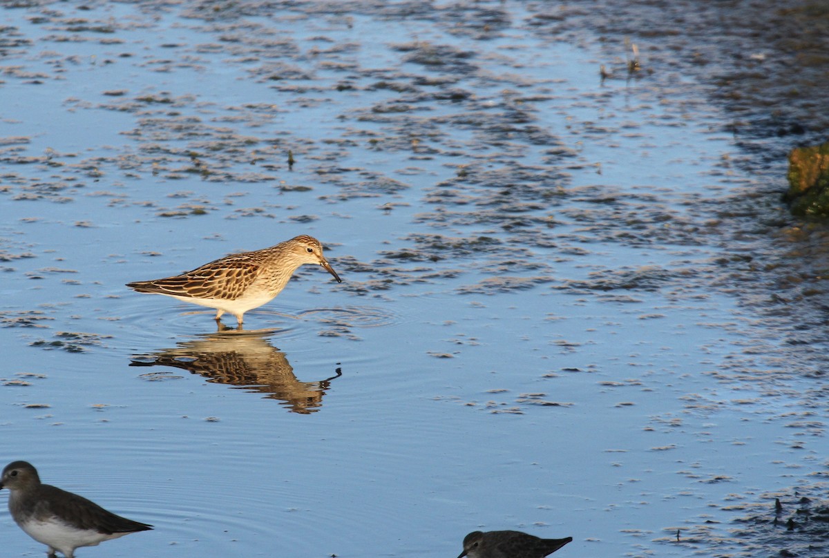 Pectoral Sandpiper - Ryan Terrill