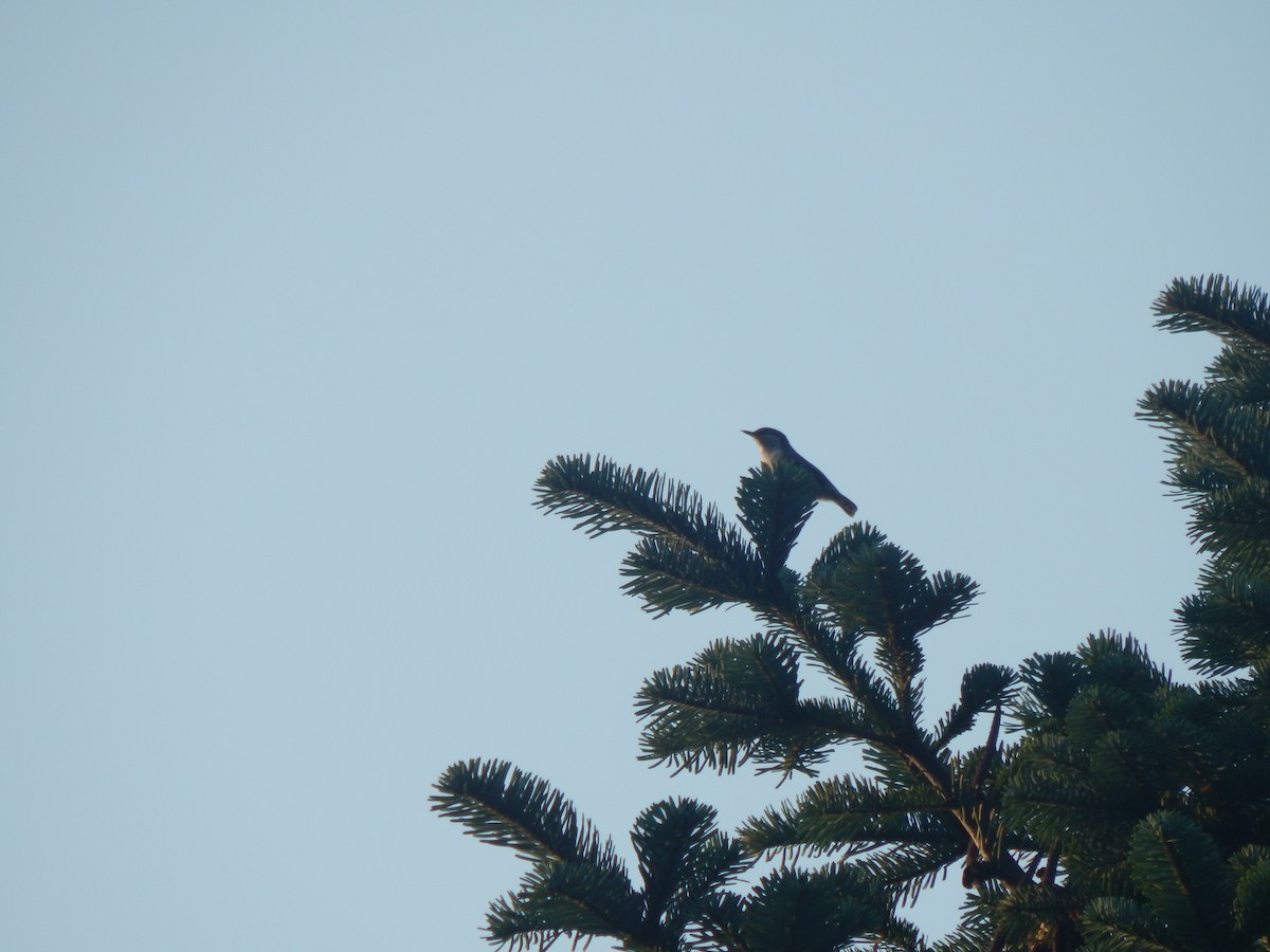 Pygmy Nuthatch - ML72279931