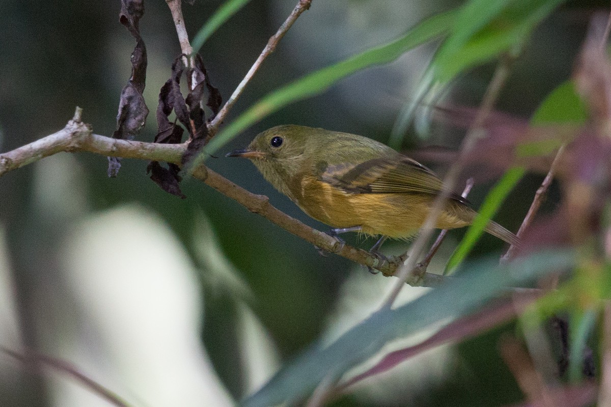 Ochre-bellied Flycatcher - Sonia Cárdenas
