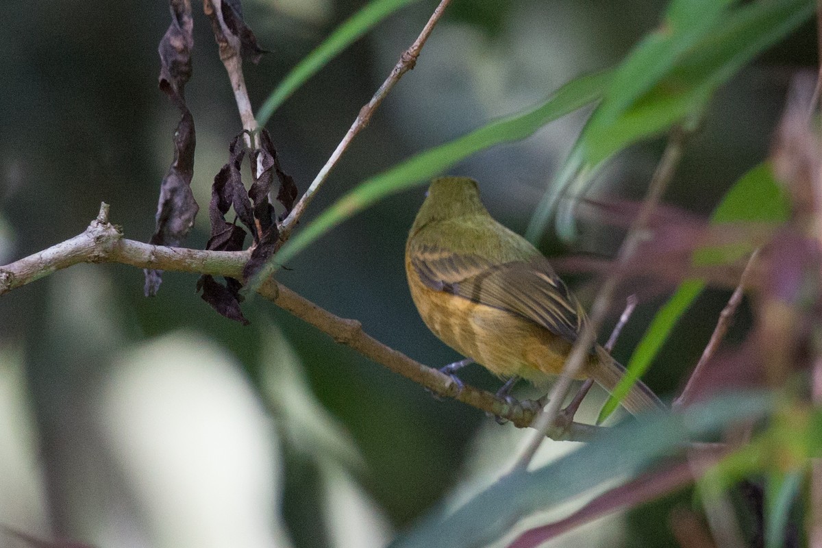 Ochre-bellied Flycatcher - ML72280191