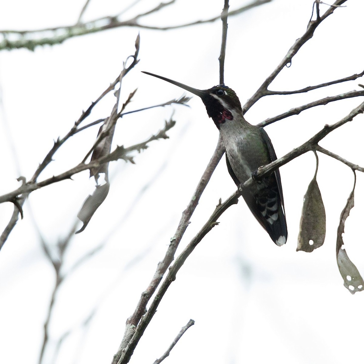 Long-billed Starthroat - ML72280341