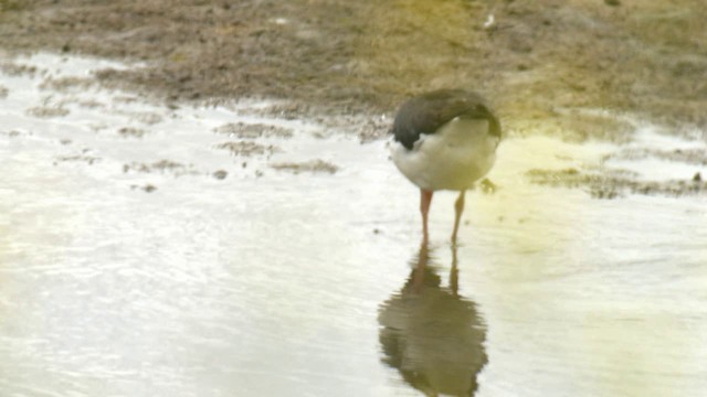 Pied Oystercatcher - ML722804