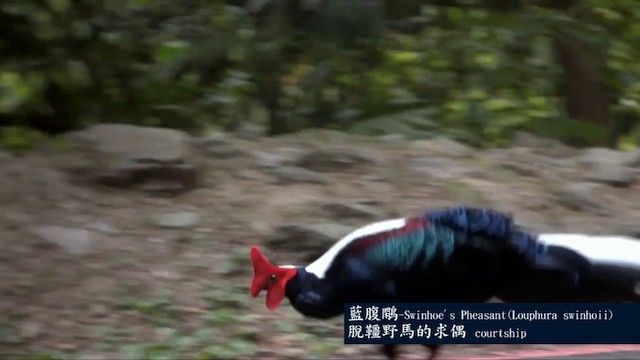 Swinhoe's Pheasant - ML722814