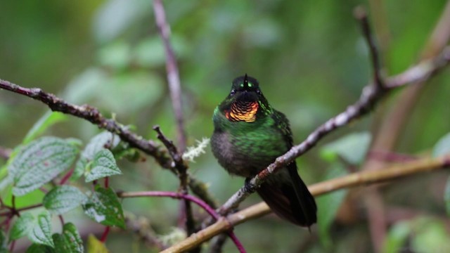 Colibrí Lucero - ML722815