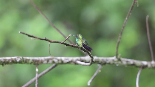 Blauschwanz-Smaragdkolibri - ML722816