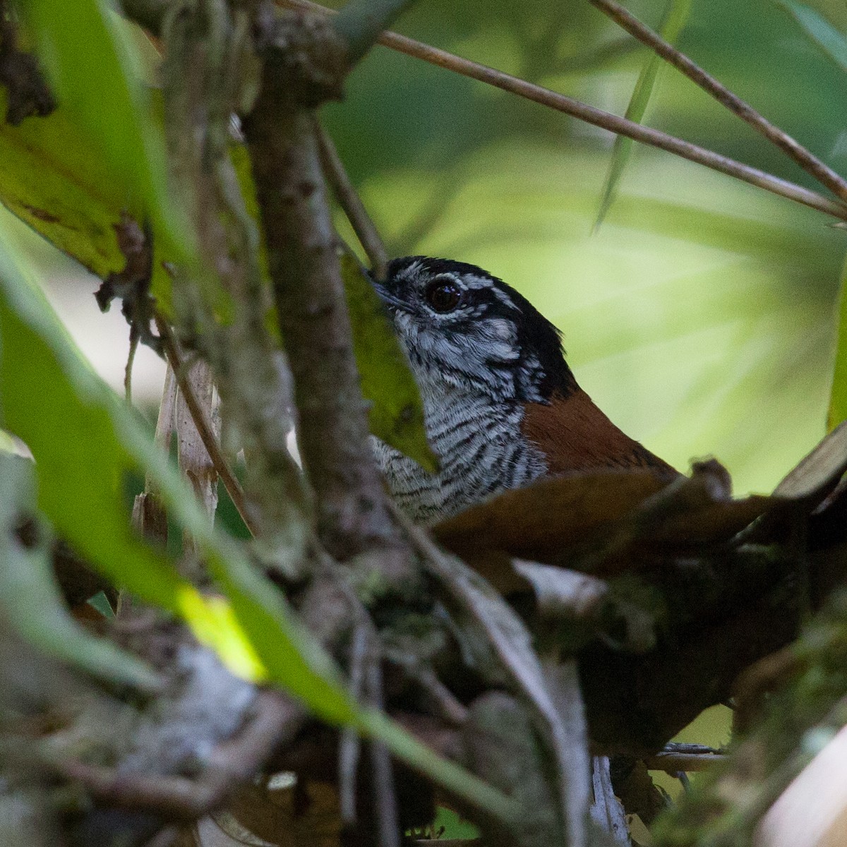 Bay Wren - Sonia Cárdenas