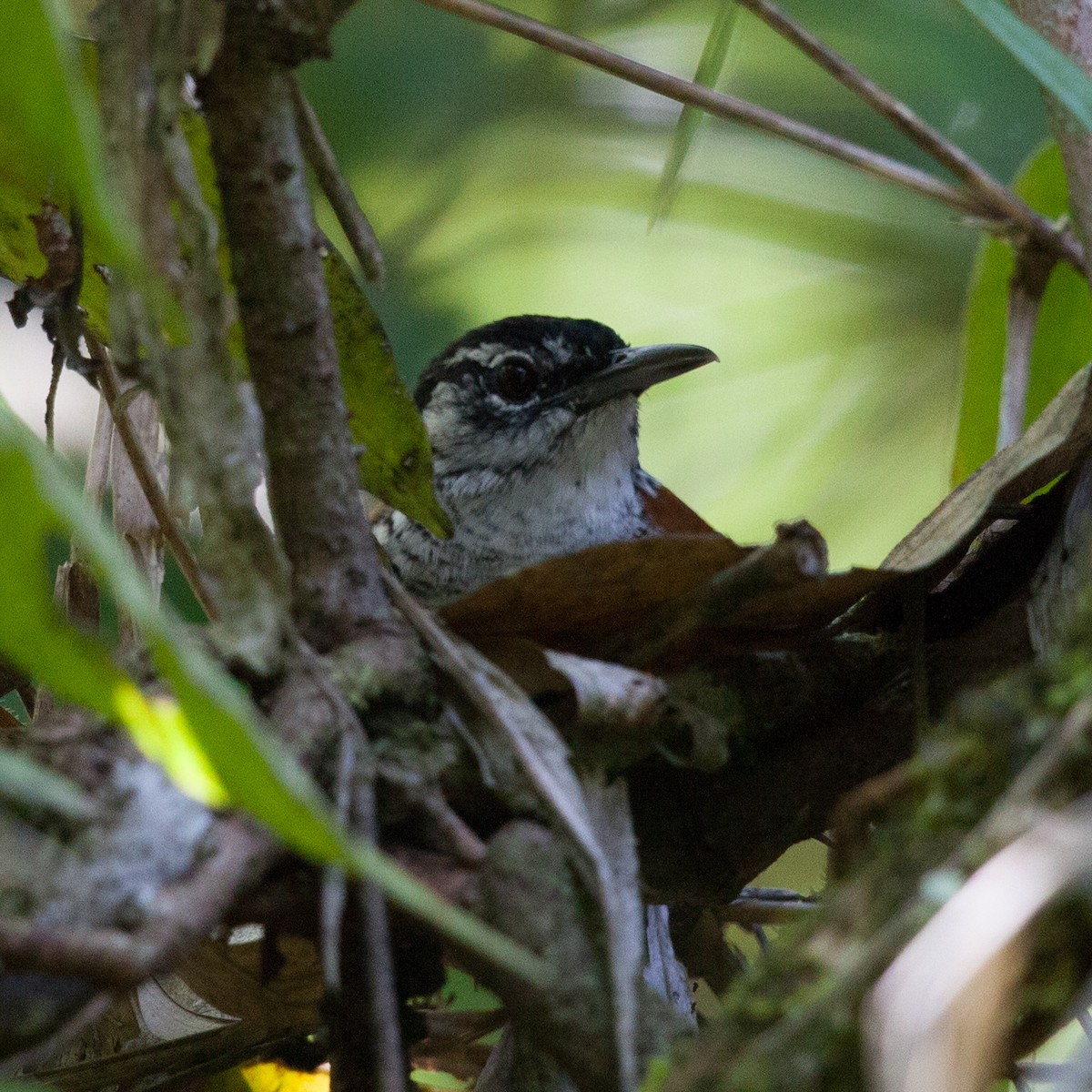 Bay Wren - ML72281721