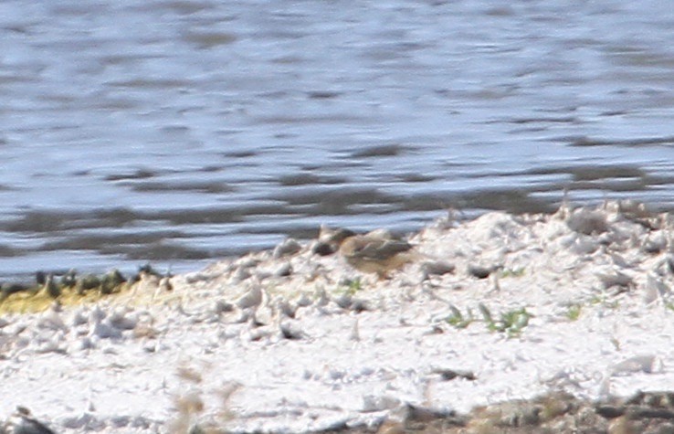 Red-throated Pipit - ML72281971