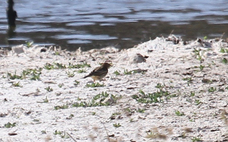 Red-throated Pipit - Ryan Terrill