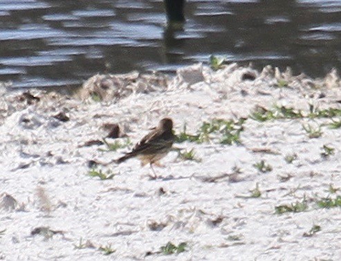 Red-throated Pipit - Ryan Terrill