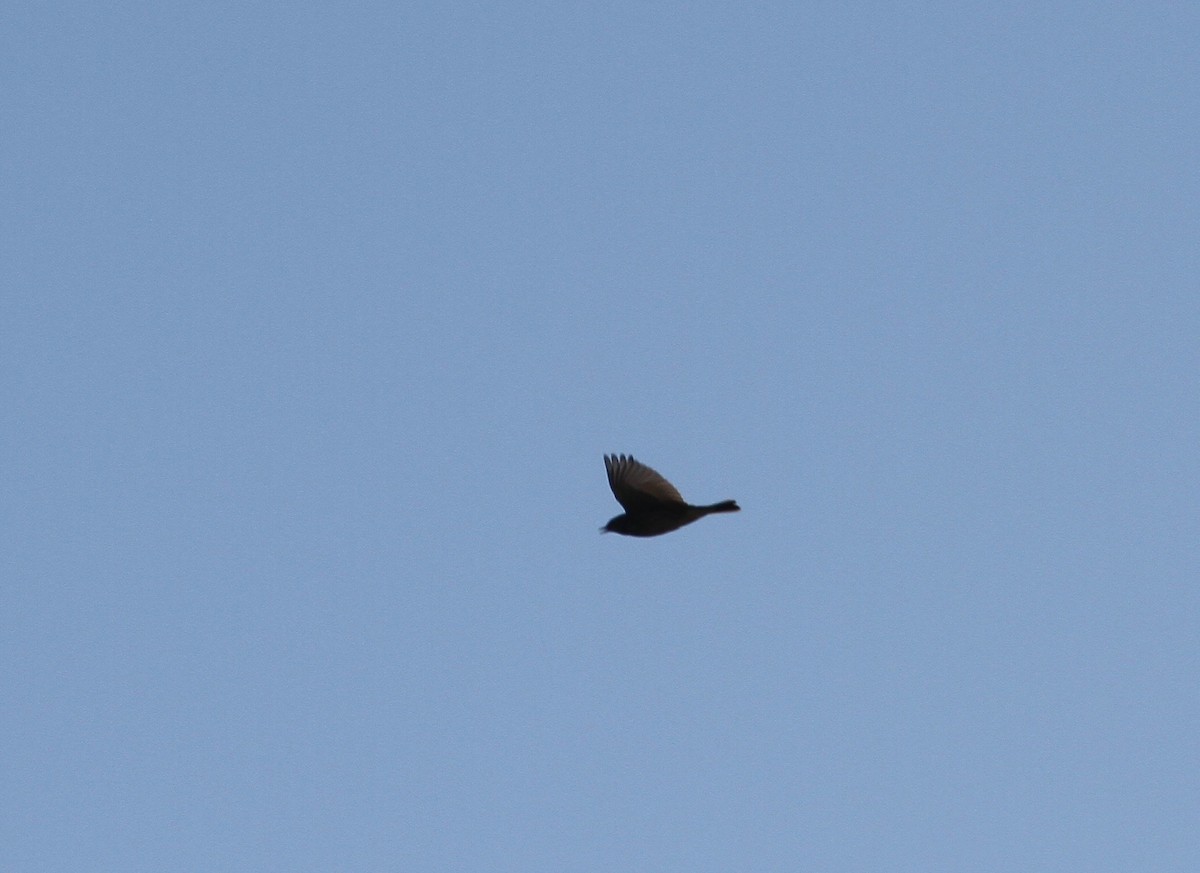 Red-throated Pipit - Ryan Terrill