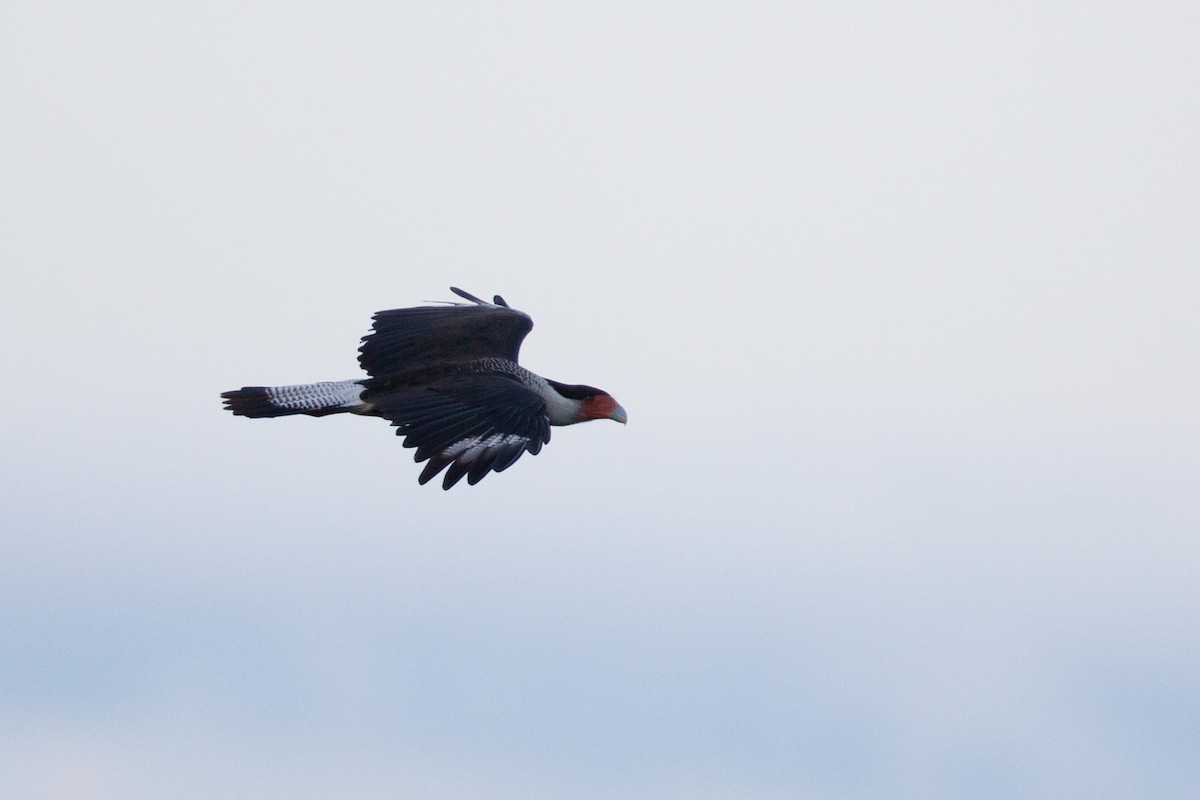 Crested Caracara (Northern) - ML72282481