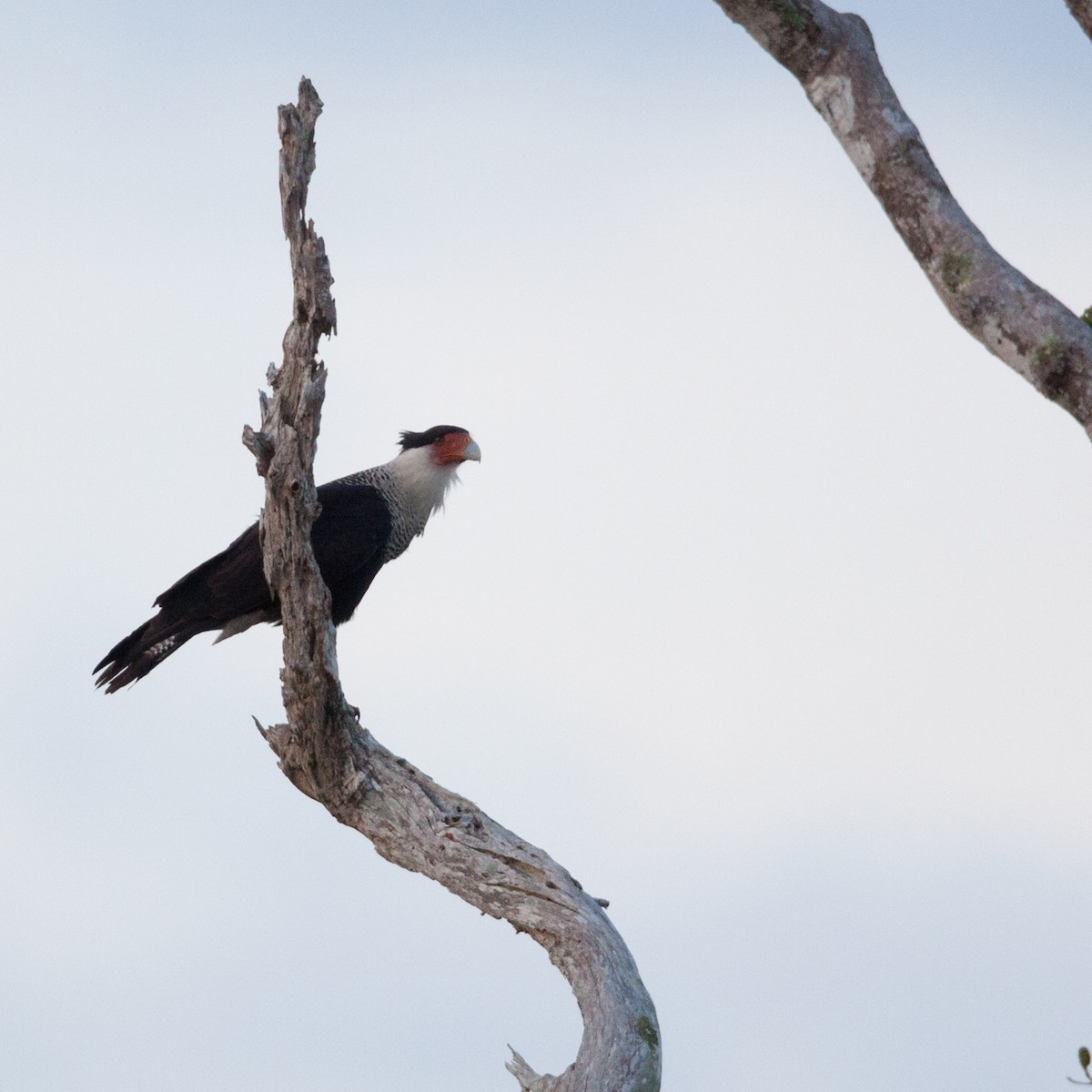 Crested Caracara (Northern) - ML72282511