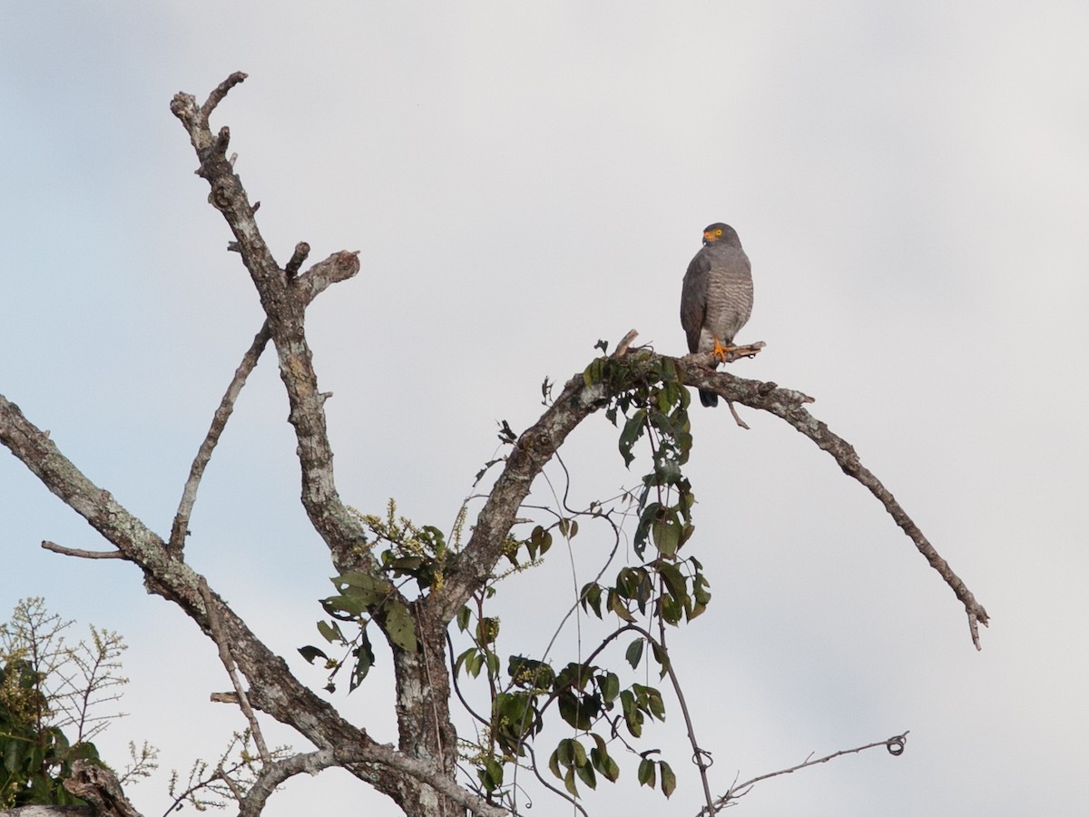 Roadside Hawk - Sonia Cárdenas