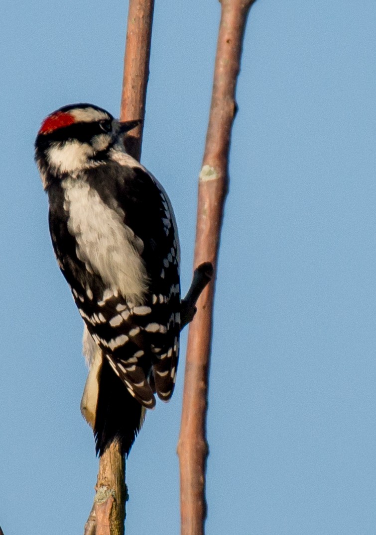 Downy Woodpecker - ML72282721