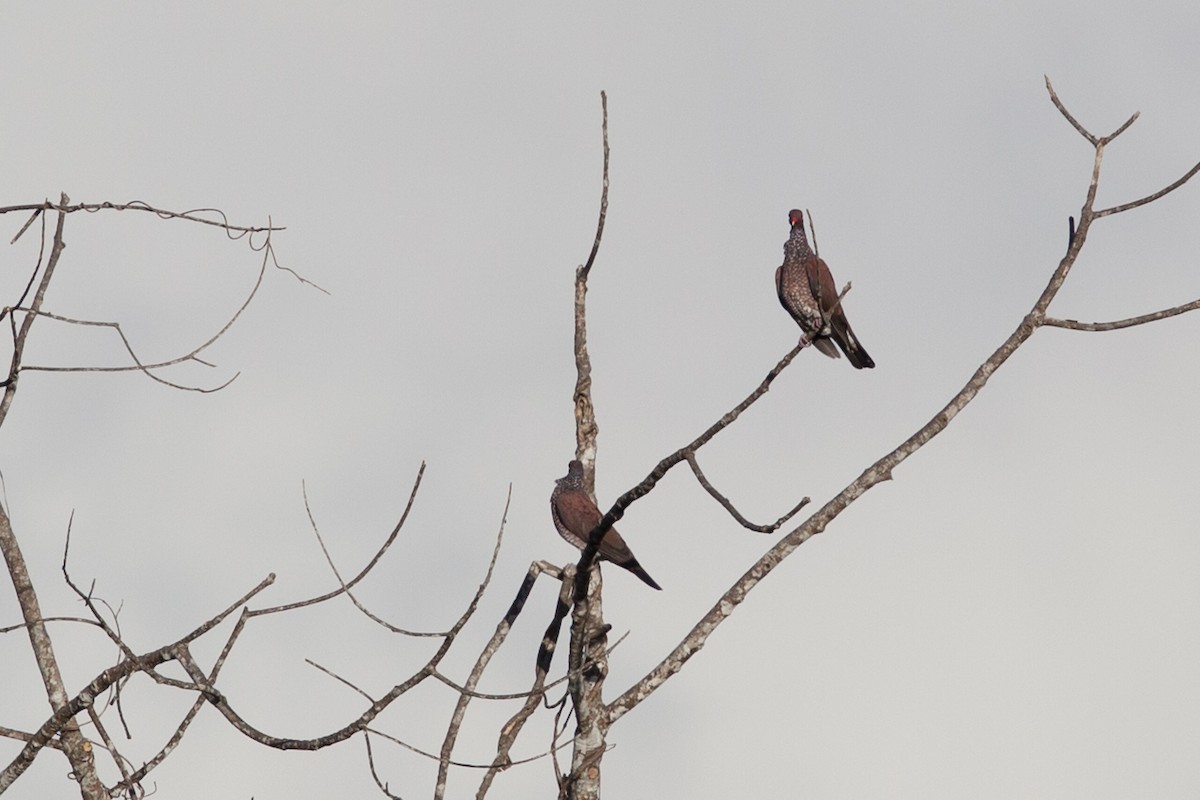 Scaled Pigeon - ML72282741