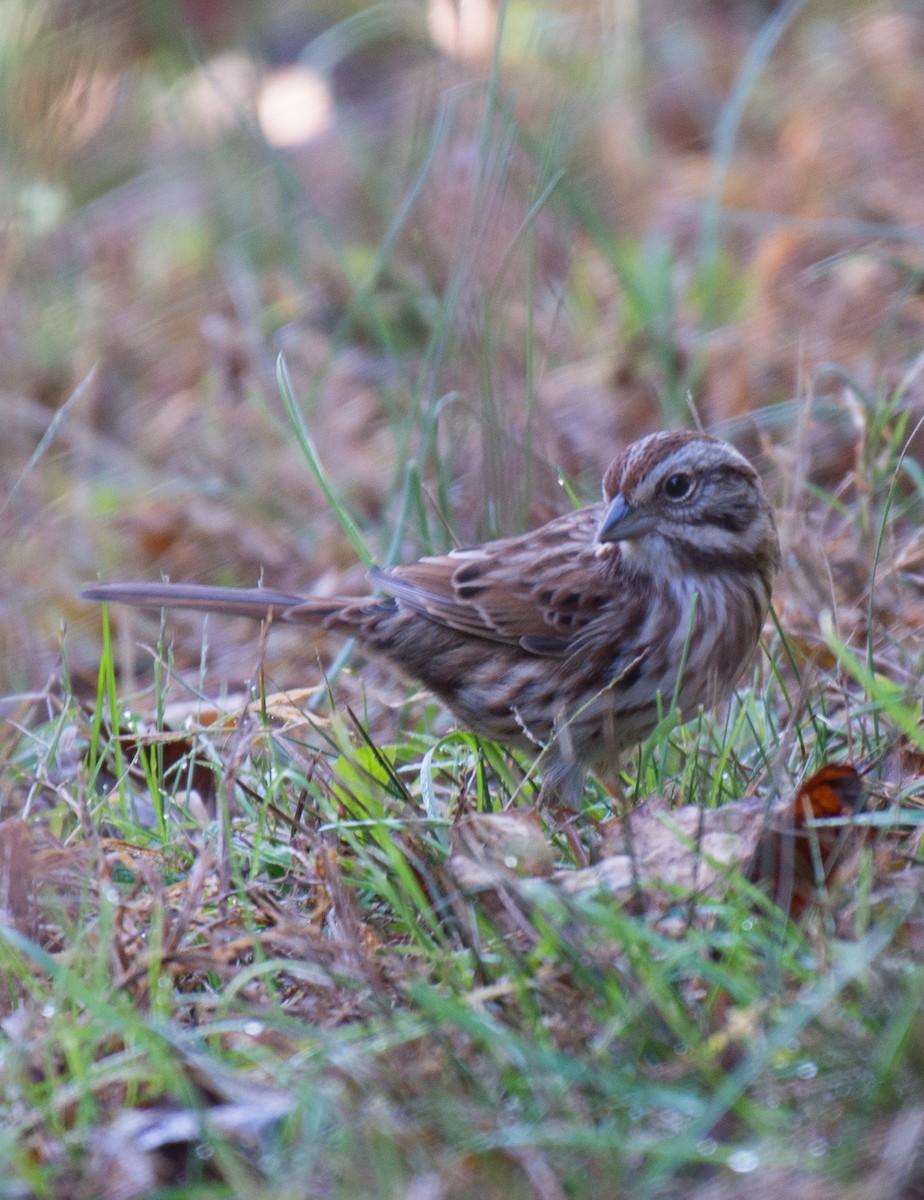 Song Sparrow - ML72282991