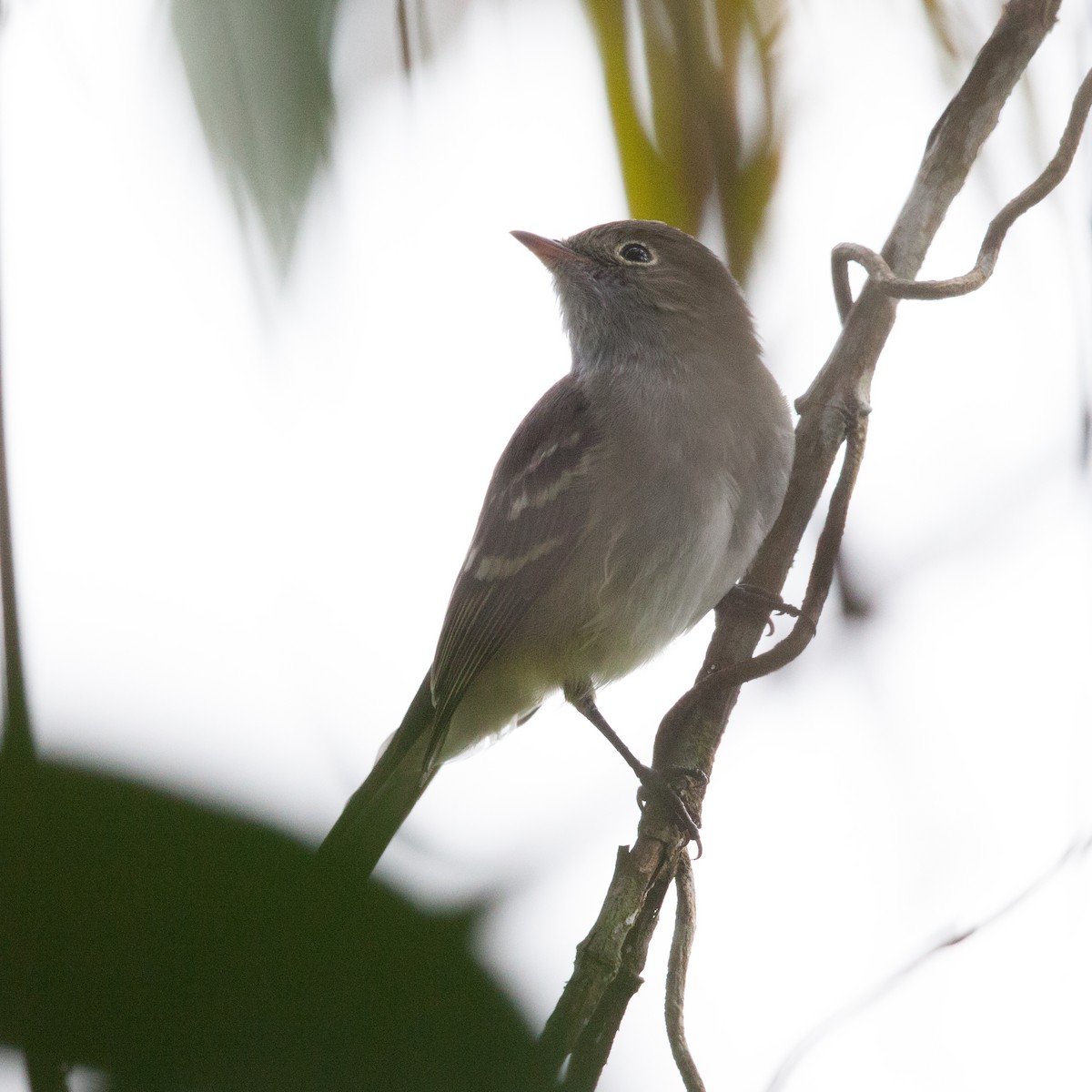 Mountain Elaenia - ML72283331