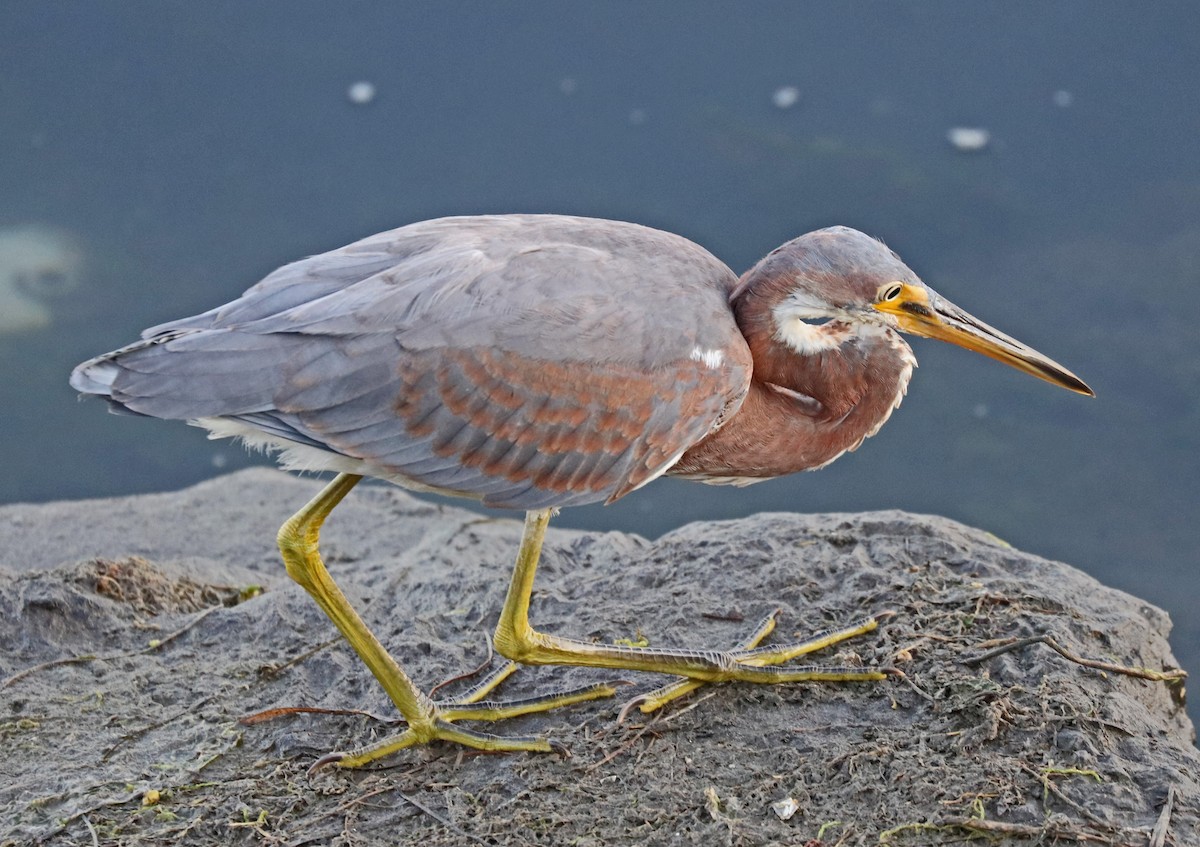 Tricolored Heron - ML72283881