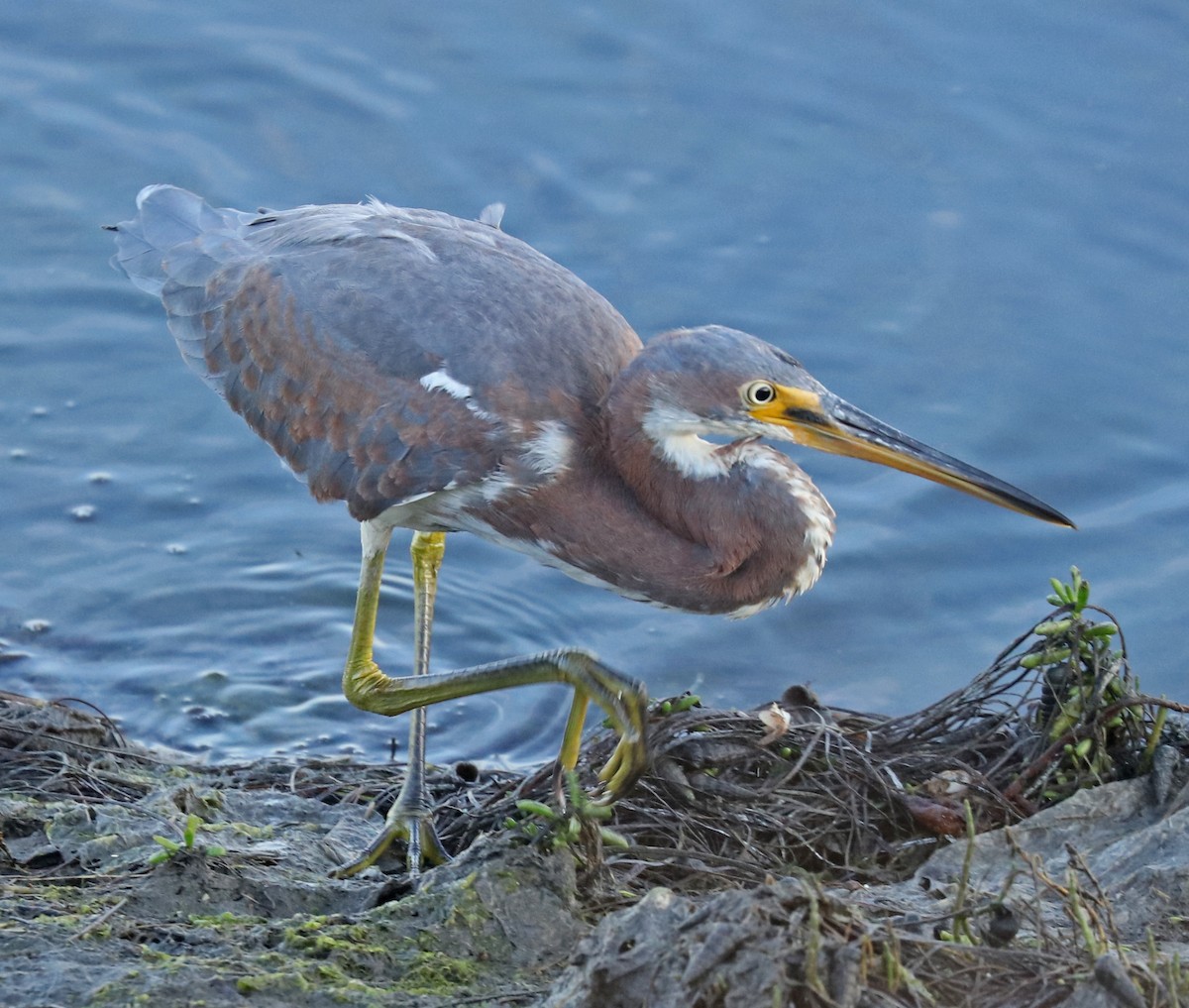 Tricolored Heron - ML72284261