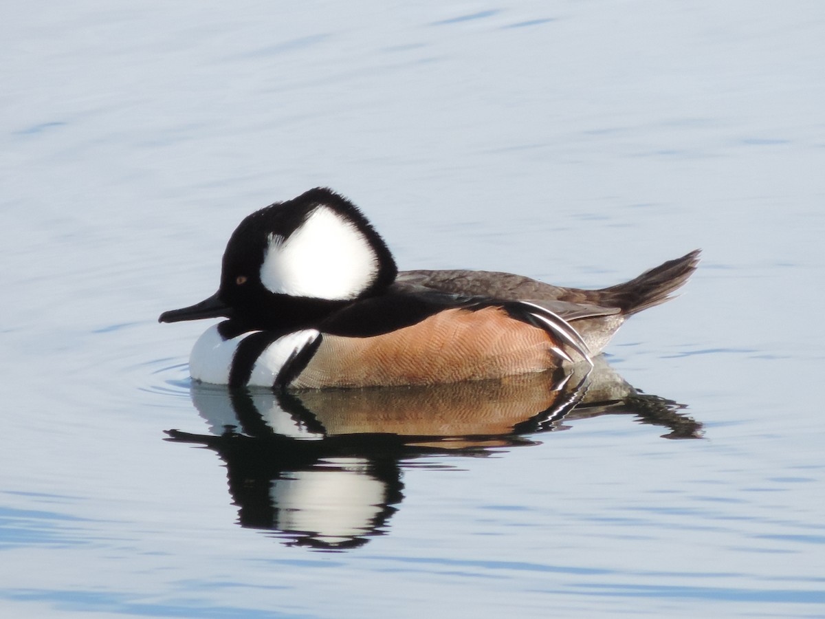 Hooded Merganser - Cheri & Rich Phillips