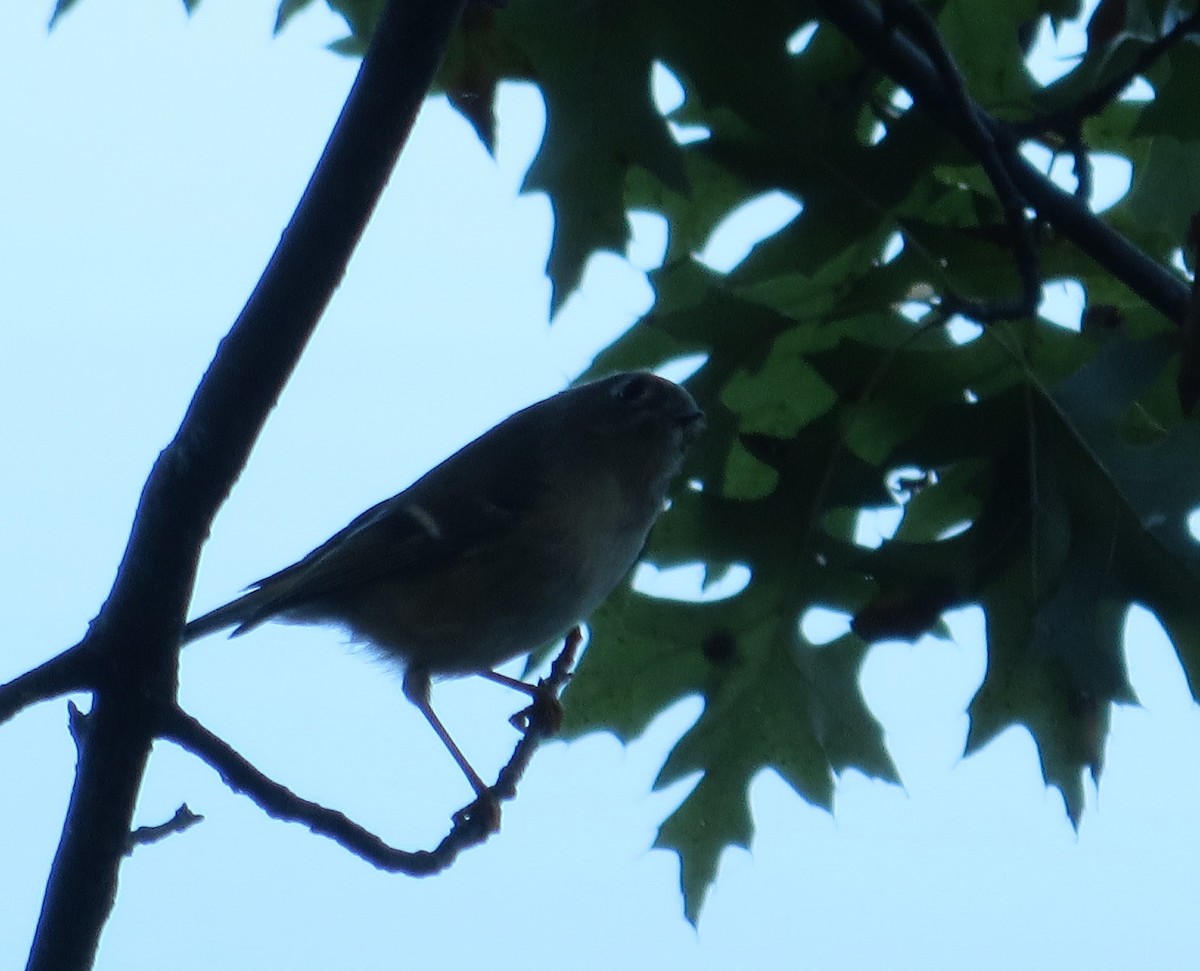 Ruby-crowned Kinglet - ML72285191