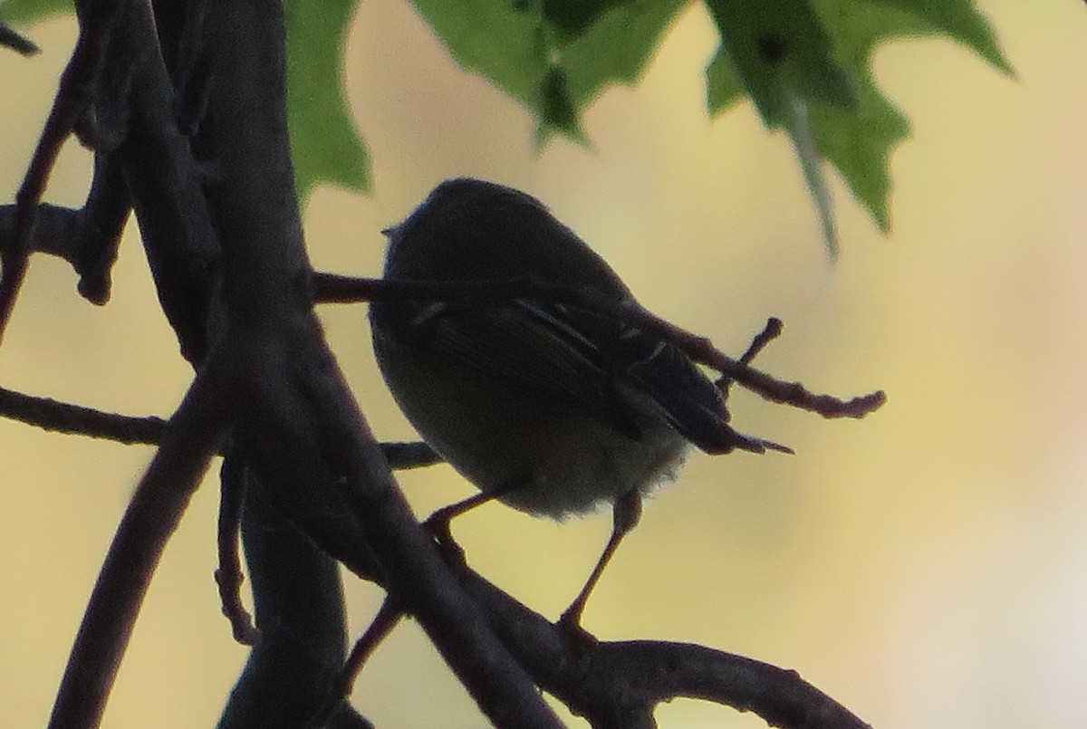 Roitelet à couronne rubis - ML72285451