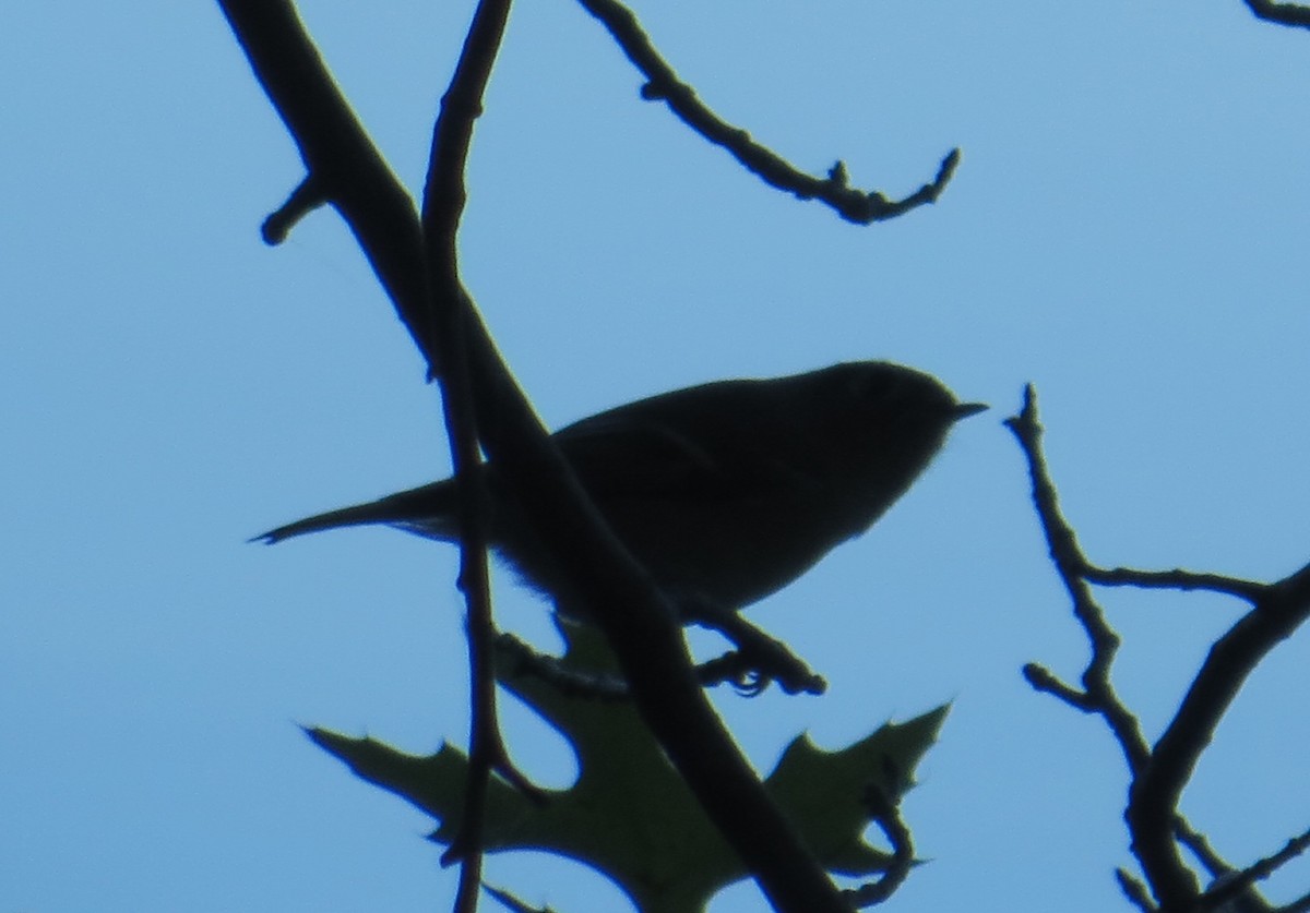 Ruby-crowned Kinglet - ML72285501