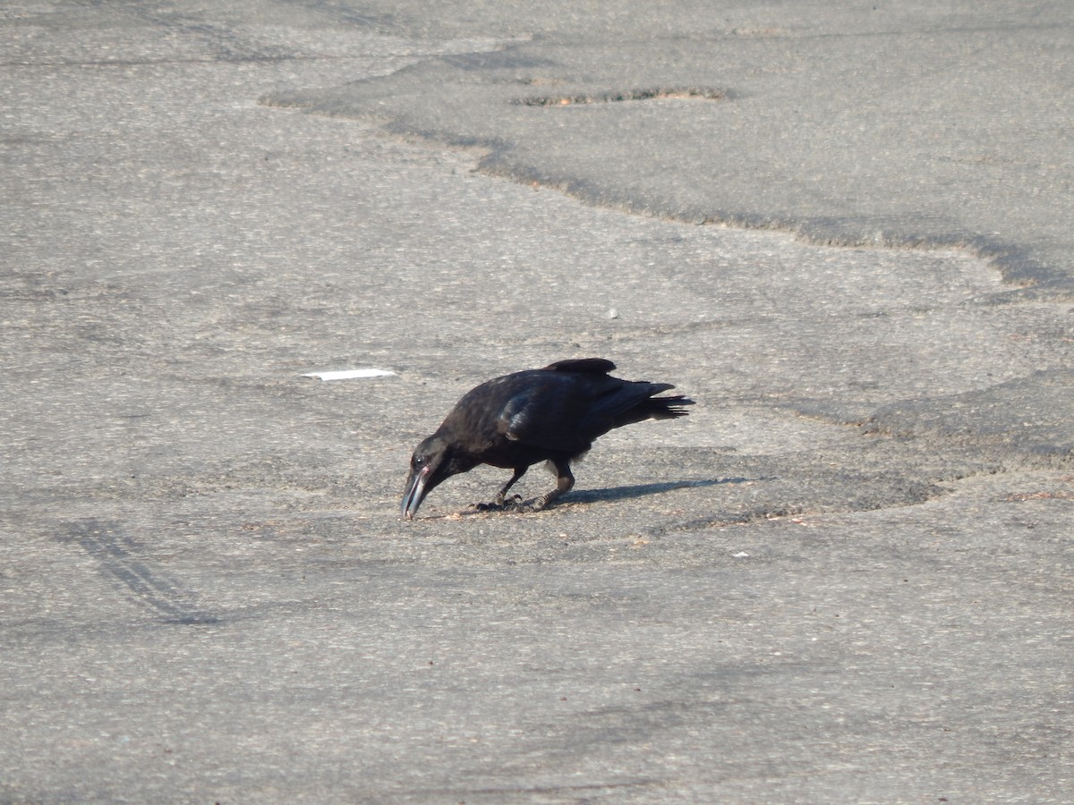 Common Raven - ML72286391