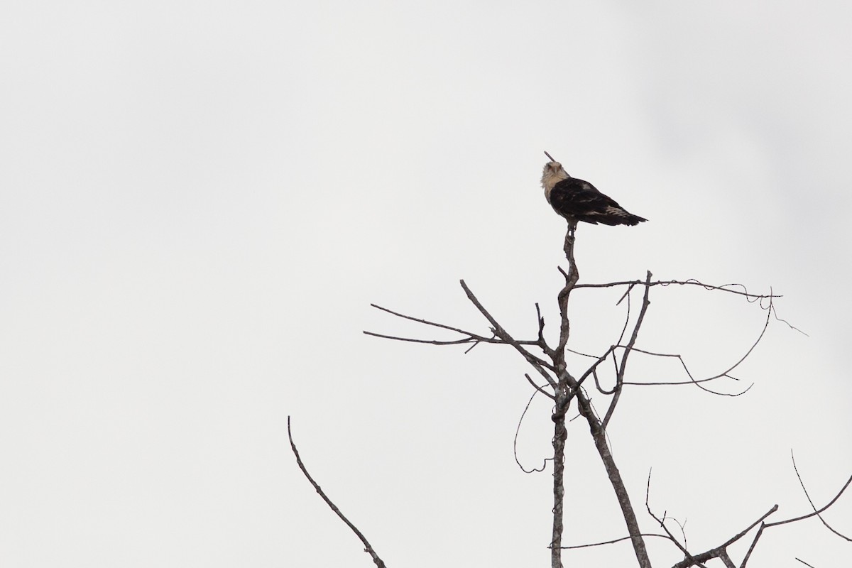 Yellow-headed Caracara - ML72287191