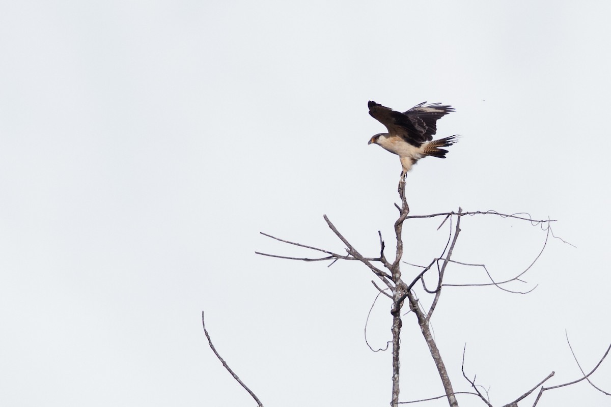 Yellow-headed Caracara - ML72287201