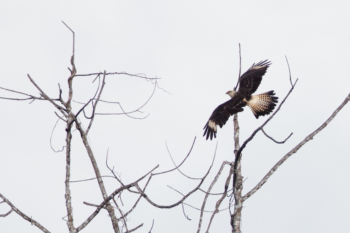 čimango žlutavý - ML72287211