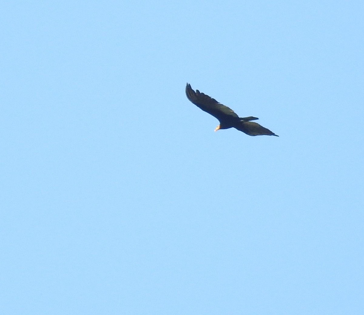 Greater Yellow-headed Vulture - Roseanna Denton