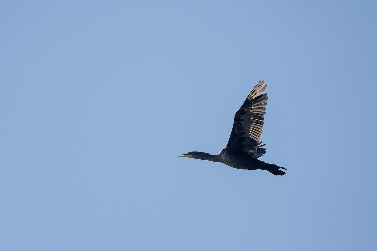 Double-crested Cormorant - ML72289091