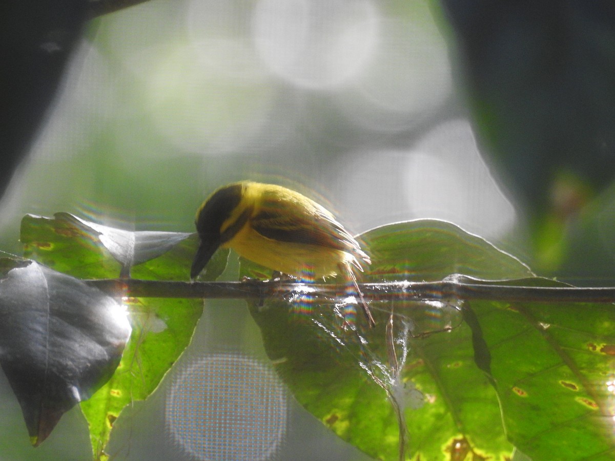 Yellow-browed Tody-Flycatcher - Roseanna Denton