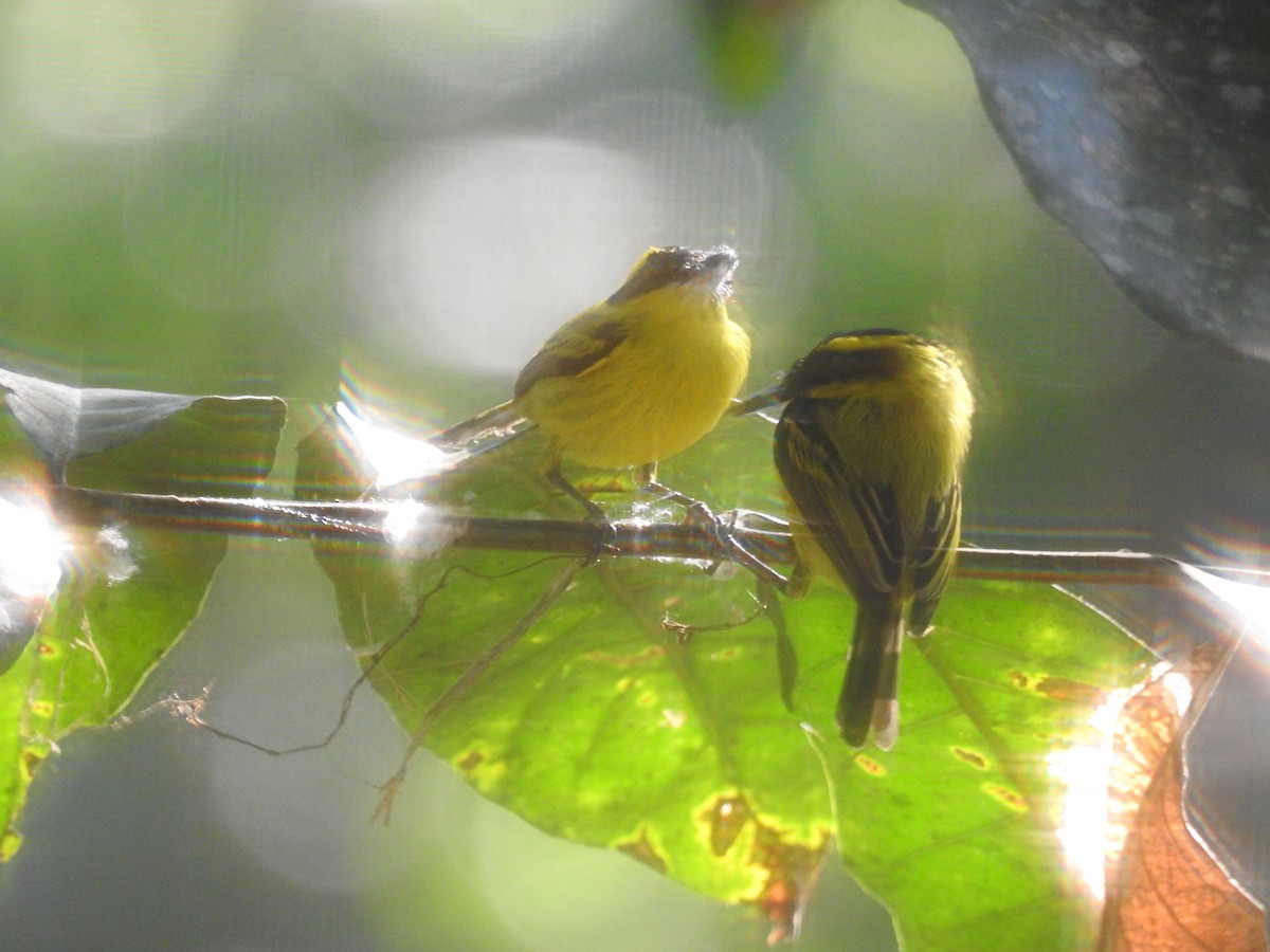 Yellow-browed Tody-Flycatcher - Roseanna Denton