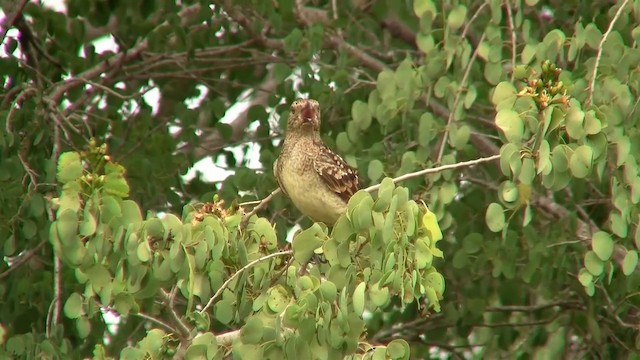 Spotted Bowerbird - ML722901