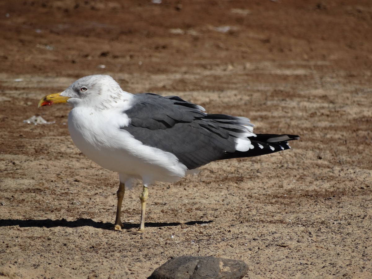 Lesser Black-backed Gull (graellsii) - John Martin